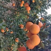 脐橙，椪柑，长红，纽花，丑柑，粑粑柑，密柚等品种