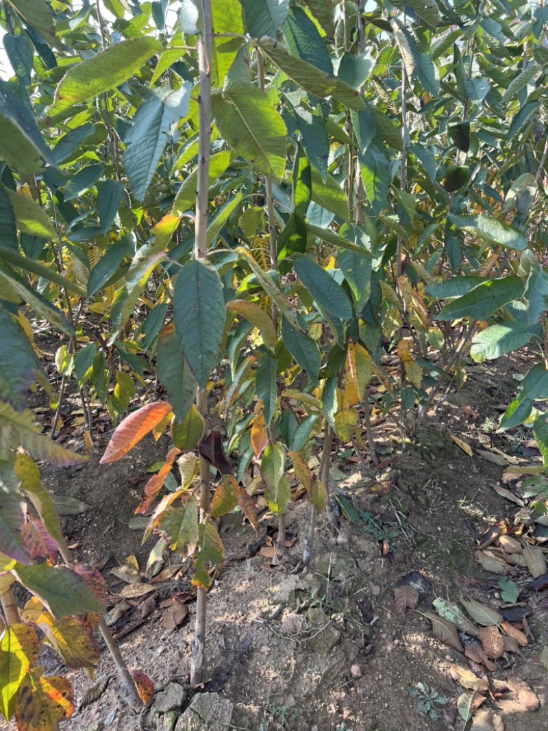 矮化樱桃树苗选用吉塞拉组培脱毒砧木大樱桃矮化苗