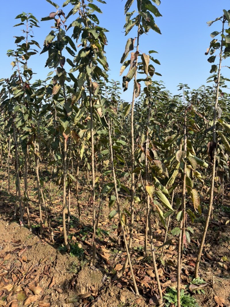 矮化樱桃树苗选用吉塞拉组培脱毒砧木大樱桃矮化苗