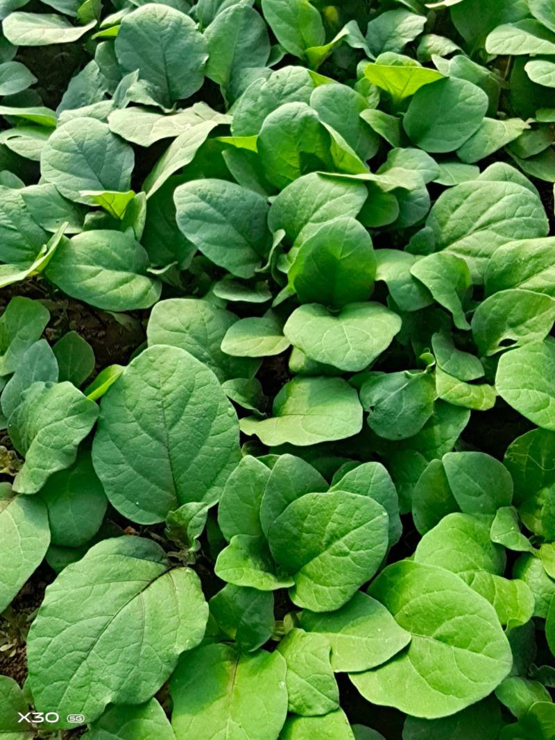 茄子苗圆茄苗长茄苗线茄苗现货供应