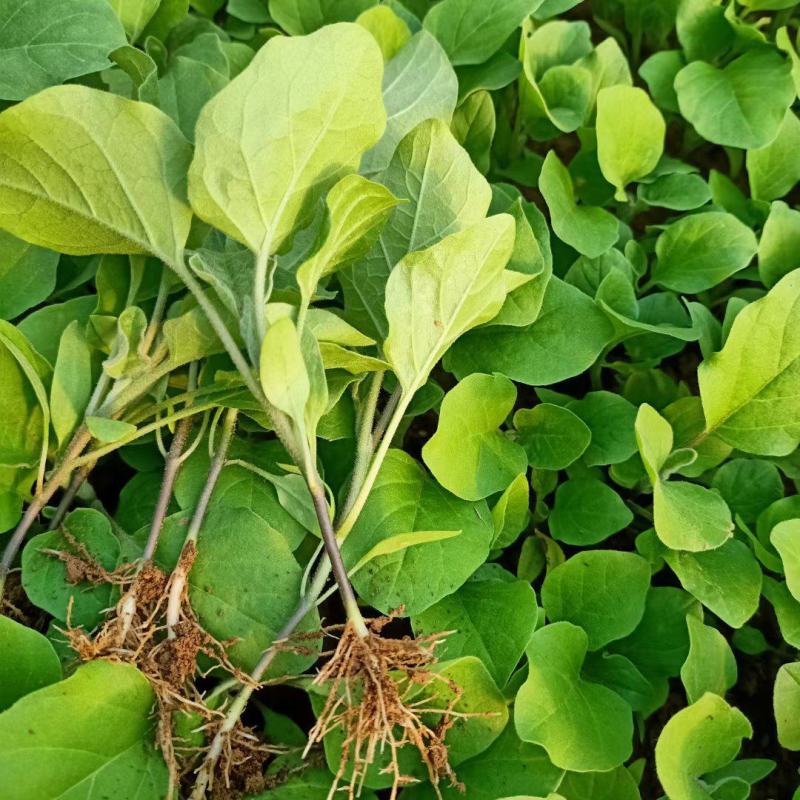 茄子苗圆茄苗长茄苗线茄苗现货供应
