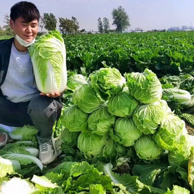 湖北精品黄心大白菜支持档口，电商，超市，工厂。