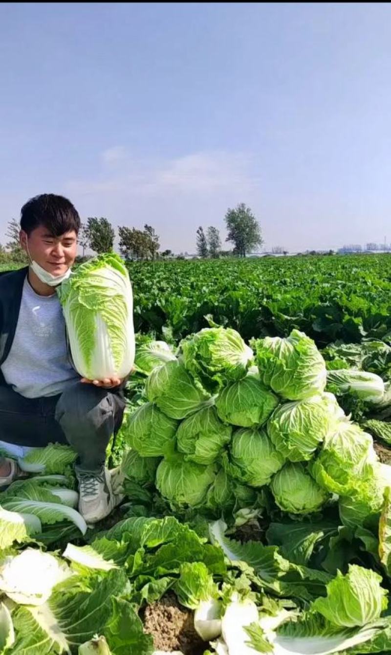 湖北精品黄心大白菜支持档口，电商，超市，工厂。