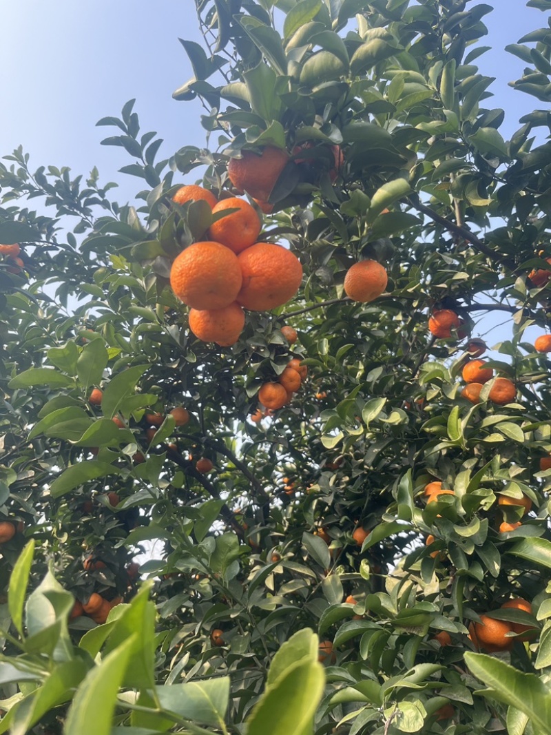 四川精品沃柑，颜色鲜艳，果实成熟饱满，口感香甜量大从优