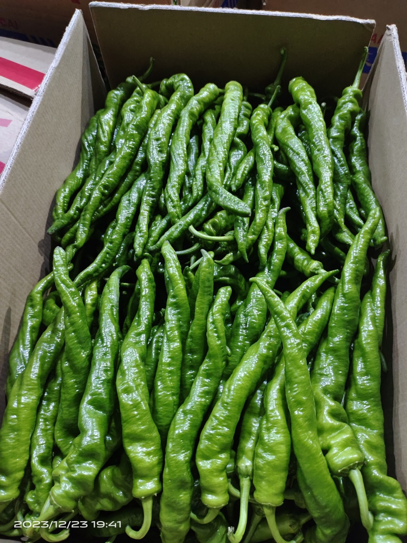 陇椒新上市