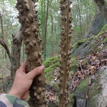 野生新鲜飞龙掌血，三百棒，见血飞