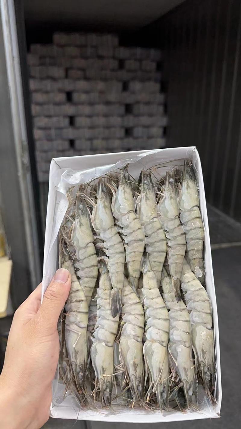精品速冻黑虎虾，山东基地发货，肉质厚实有弹性，味道鲜美