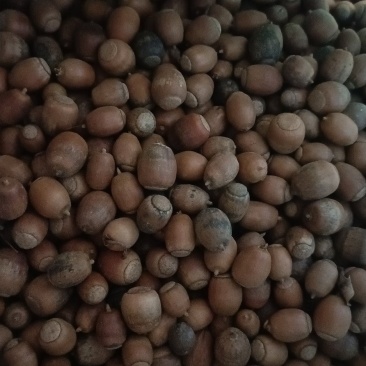 麻栎种子橡子