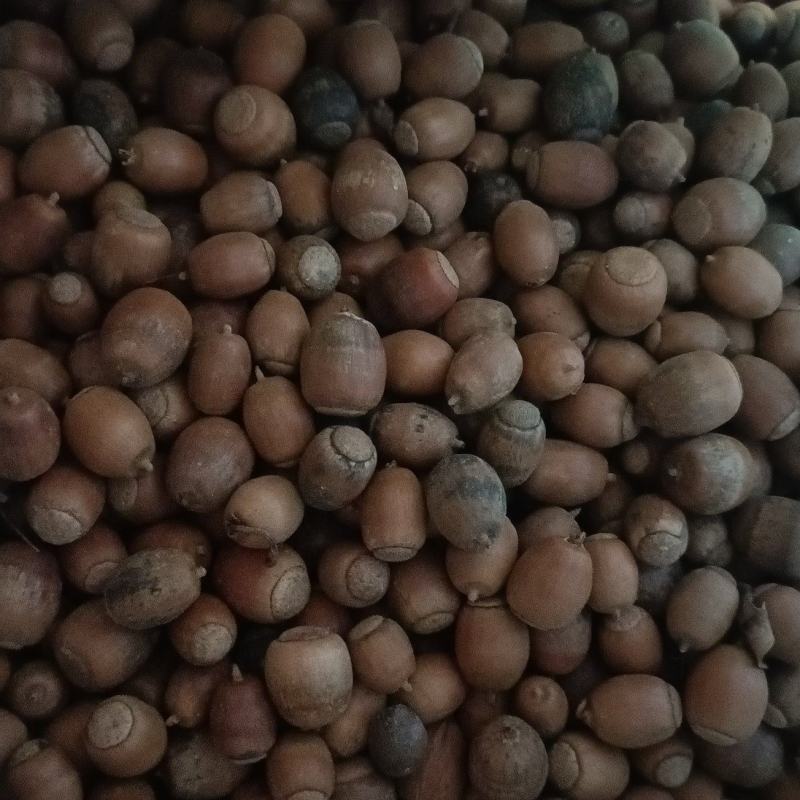 麻栎种子橡子