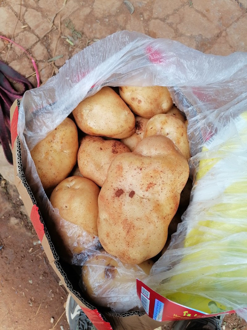 陆良县精品土豆