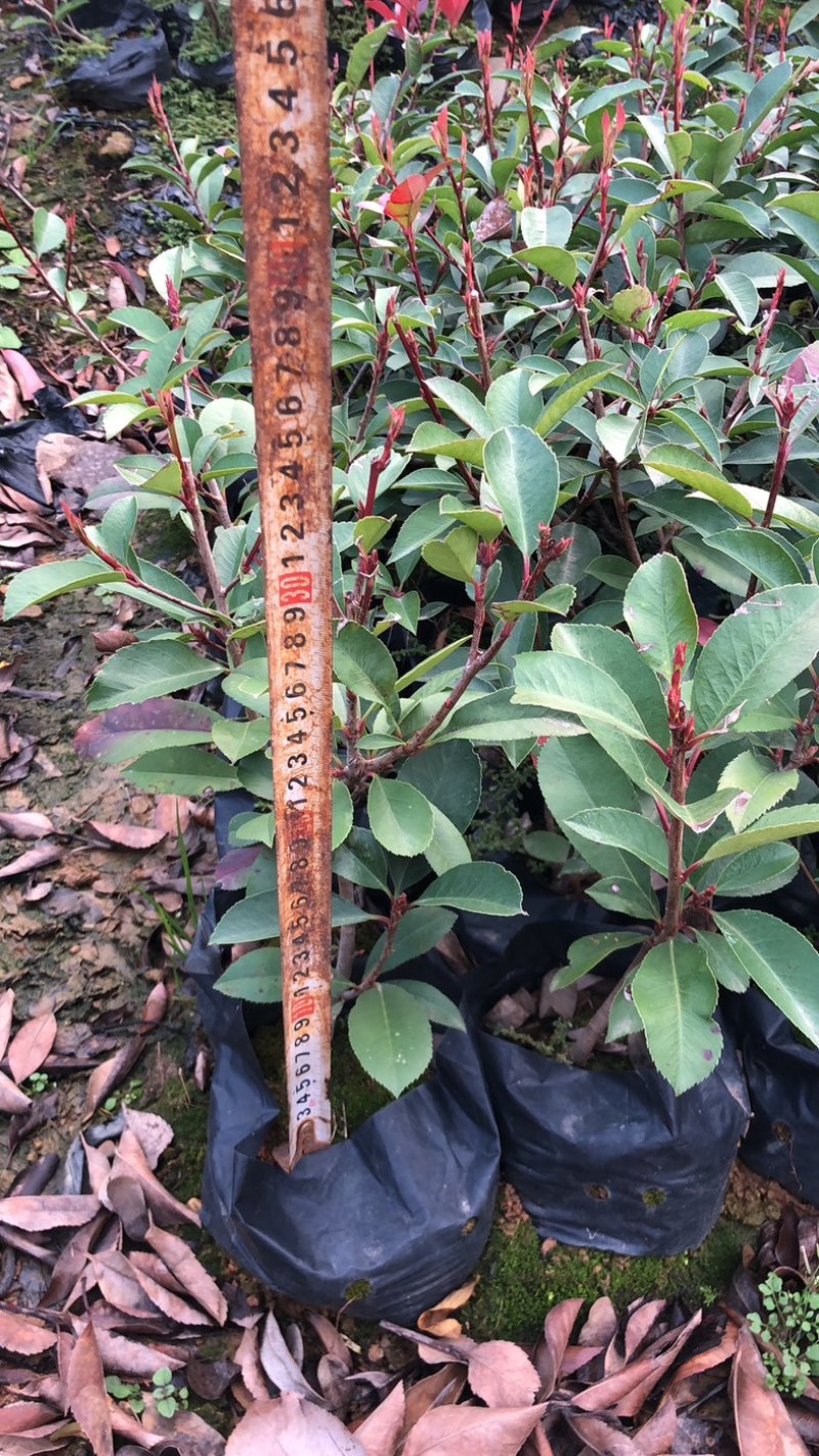 红叶石楠