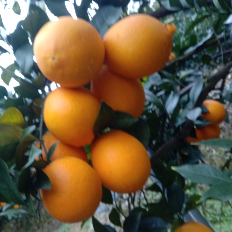 柑橘，脐橙，土蜂蜜，山茶油