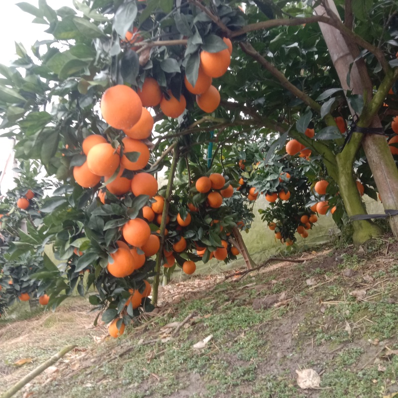 柑橘，脐橙，土蜂蜜，山茶油