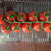 樱桃串收小番茄，新鲜上市可供电商，超市。各大市场。