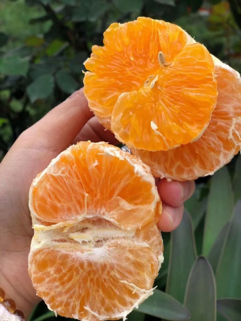 广西沃柑