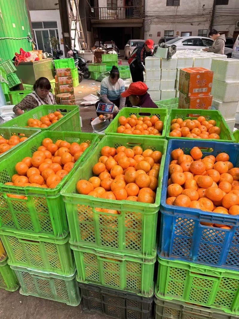 广西沃柑
