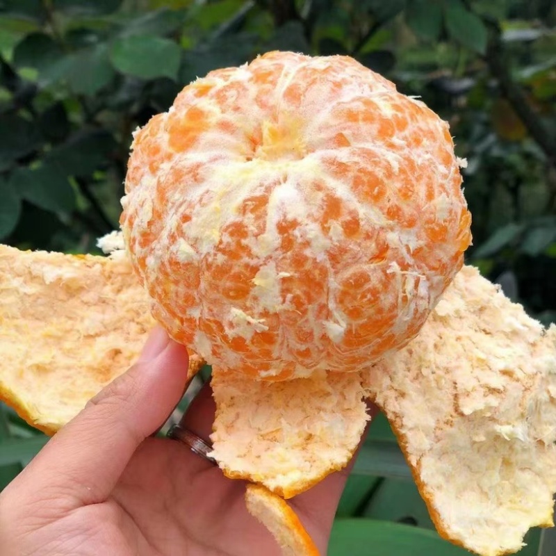 广西沃柑