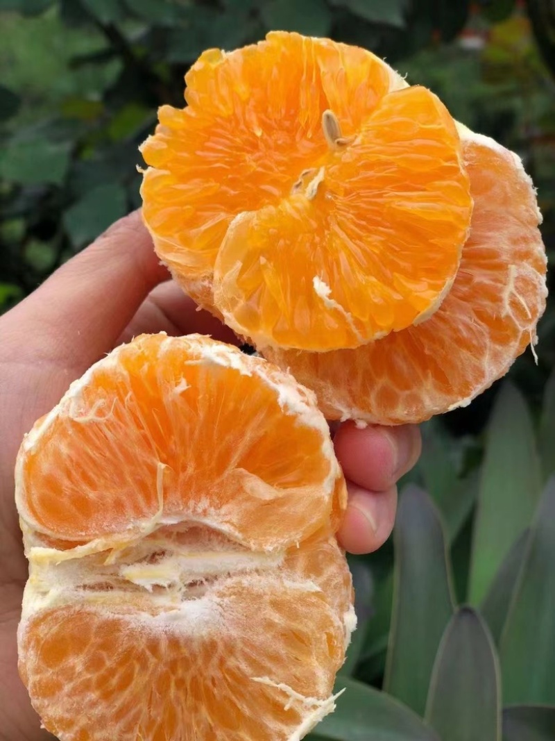 广西沃柑