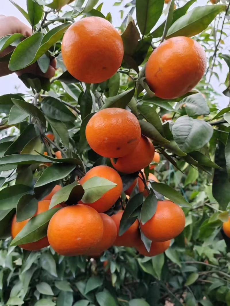 广西沃柑