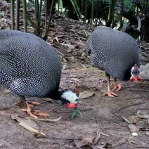 山养珍珠鸡