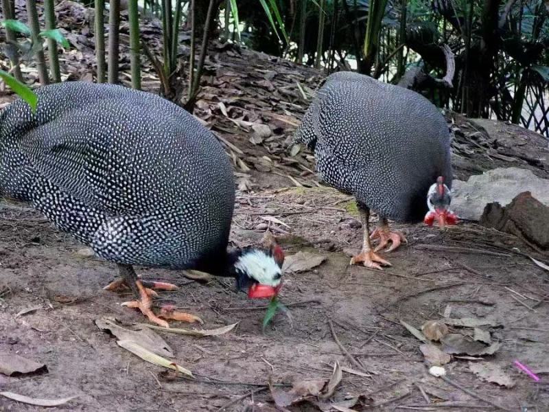 山养珍珠鸡