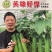 旱黄瓜种子英雄好悍无苦味嫩绿色脆甜强雌结瓜多早熟