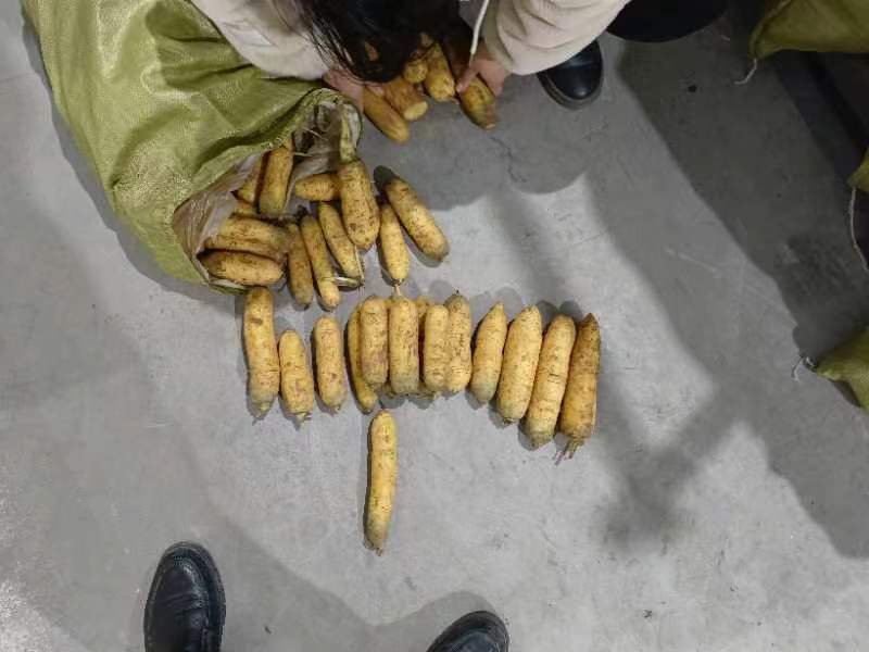 胡萝卜，商品胡萝卜，走市场的