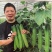 旱黄瓜种子英雄好悍无苦味嫩绿色脆甜强雌结瓜多早熟