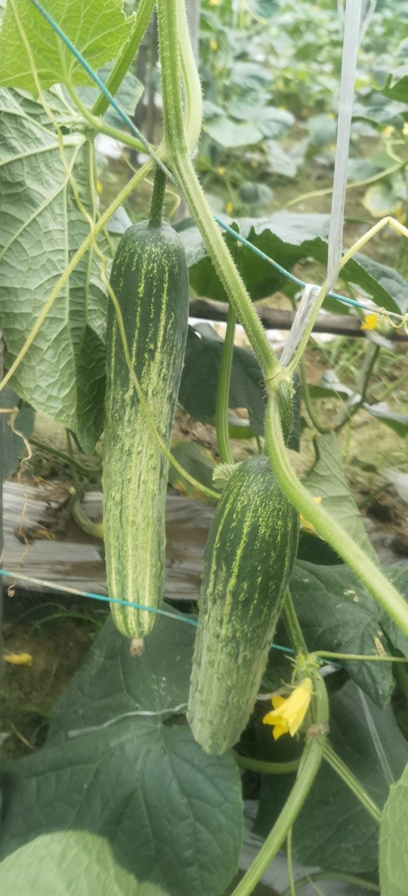 旱黄瓜种子英雄好悍无苦味嫩绿色脆甜强雌结瓜多早熟