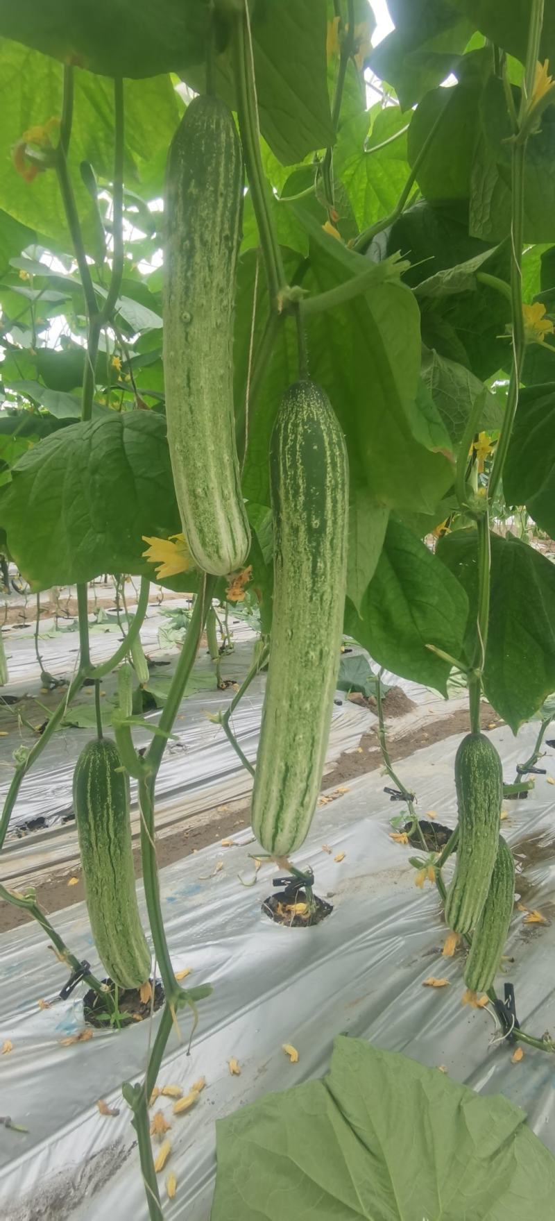 旱黄瓜种子英雄好悍无苦味嫩绿色脆甜强雌结瓜多早熟