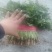 【冷棚大叶香菜，大量上市产地直供！一手货源，叶绿新鲜。