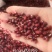 小红豆