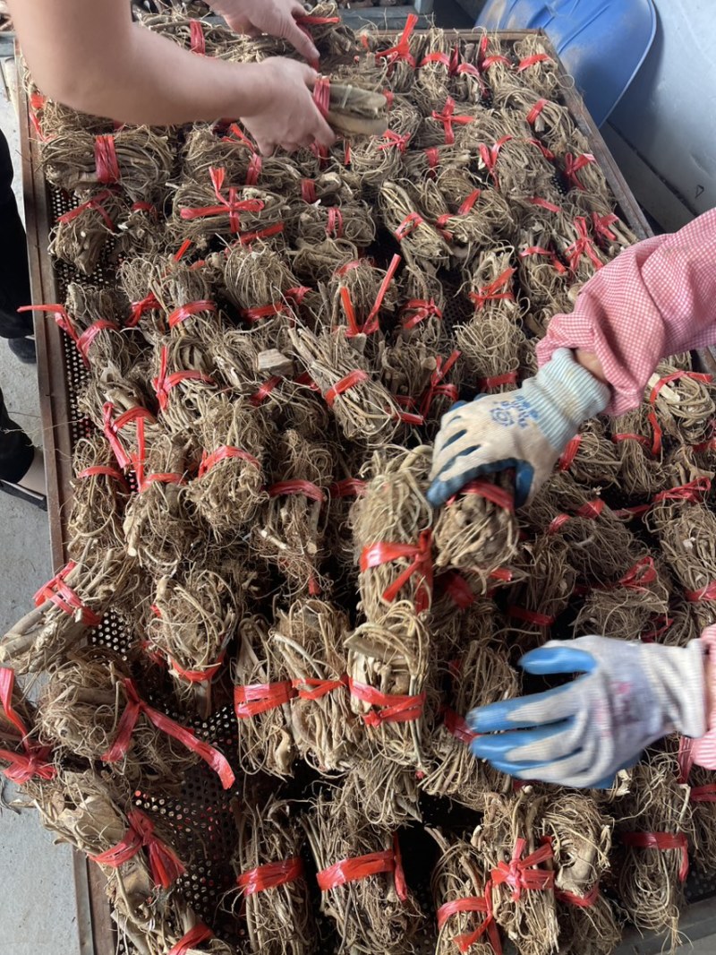 白花牛奶根