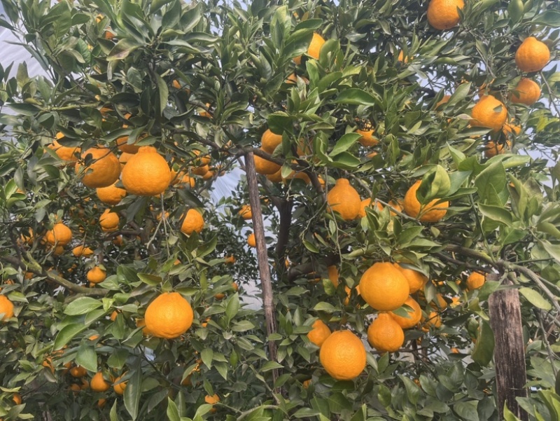 眉山不知火柑桔大量供货，规格多样可选，品质保证量大从优