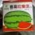 【懒汉】西瓜种子大果型大红瓤耐运输好管理