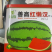【懒汉】西瓜种子大果型大红瓤耐运输好管理
