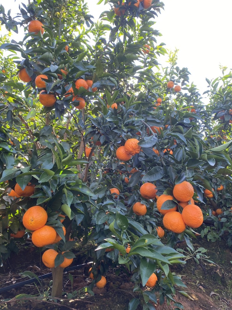 云南永胜高原沃柑