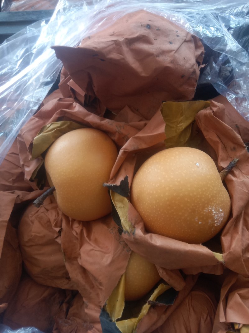 烟台莱阳秋月梨85/90果大量出库中！