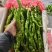 精品螺丝椒