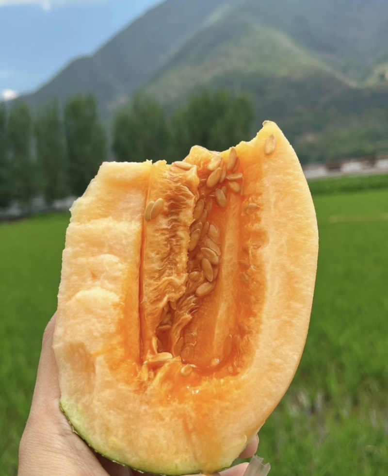 【优选】海南哈密瓜晓密25号，产地货源直发，可供市场商超
