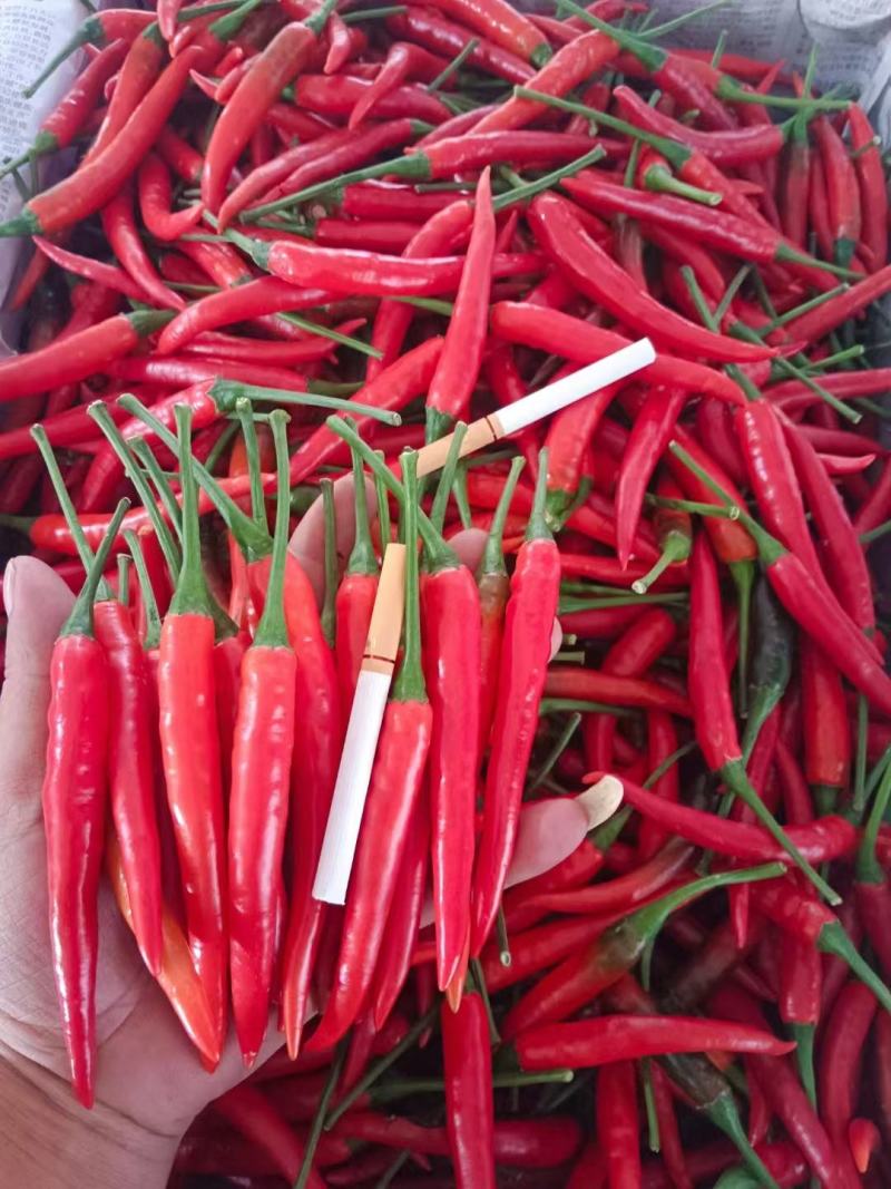 小米椒，云南蔬菜，云南小米椒，辣椒，小米椒，全国直发