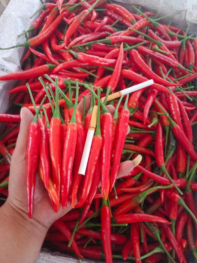 小米椒，云南蔬菜，云南小米椒，辣椒，小米椒，全国直发