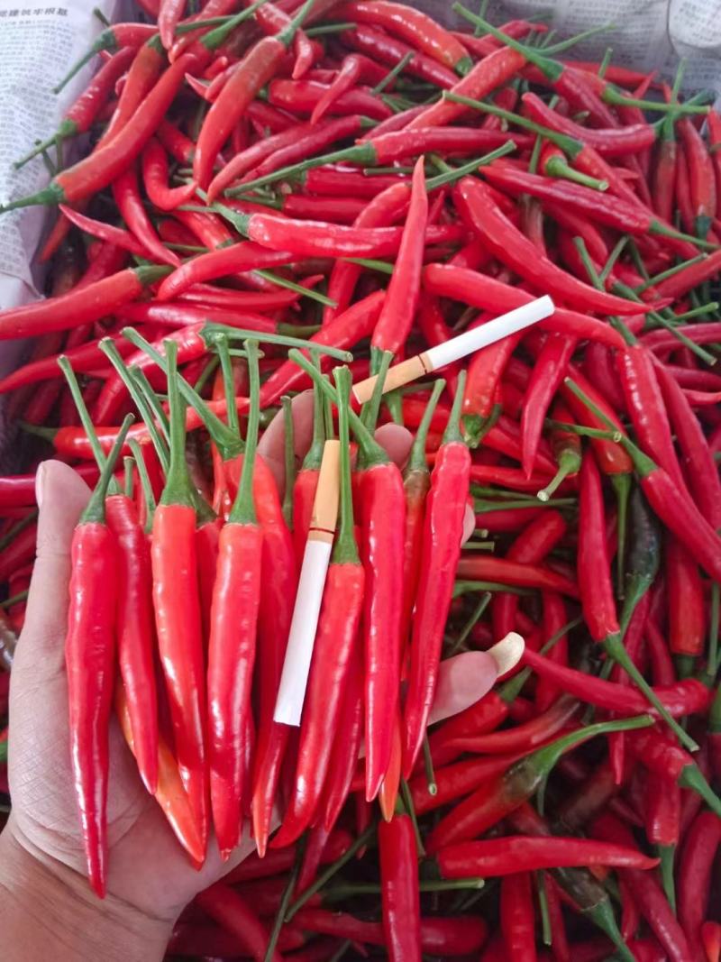 小米椒，云南蔬菜，云南小米椒，辣椒，小米椒，全国直发