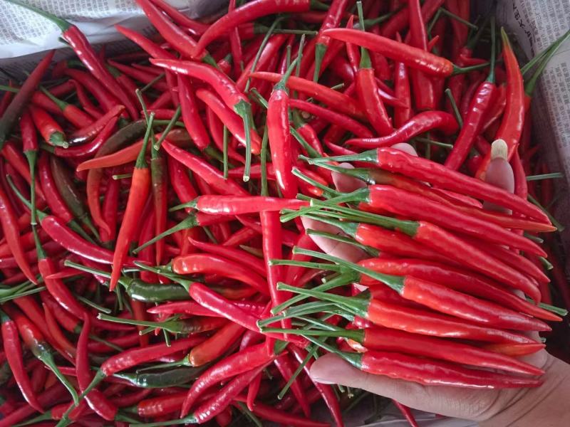 小米椒，云南蔬菜，云南小米椒，辣椒，小米椒，全国直发