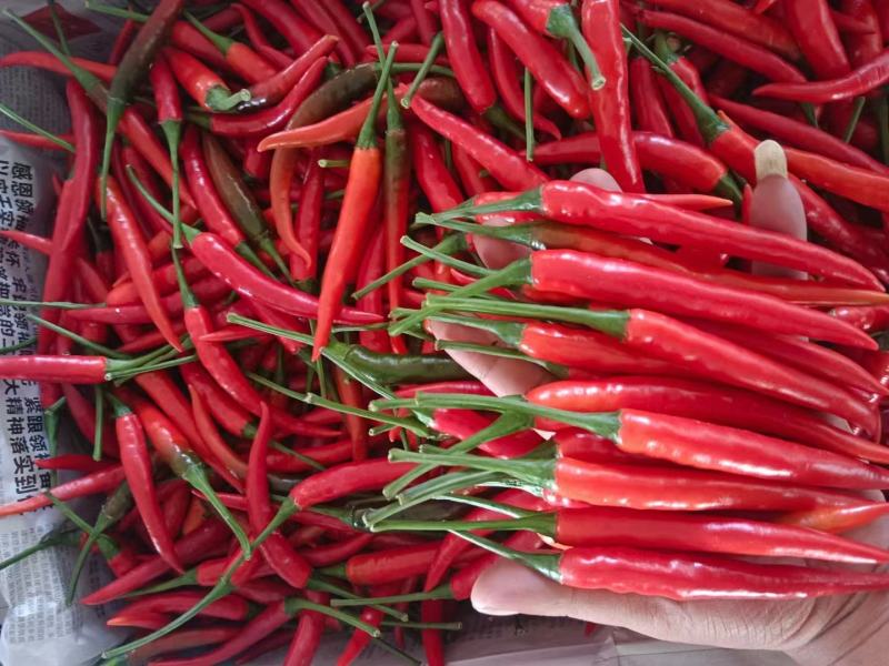 小米椒，云南蔬菜，云南小米椒，辣椒，小米椒，全国直发