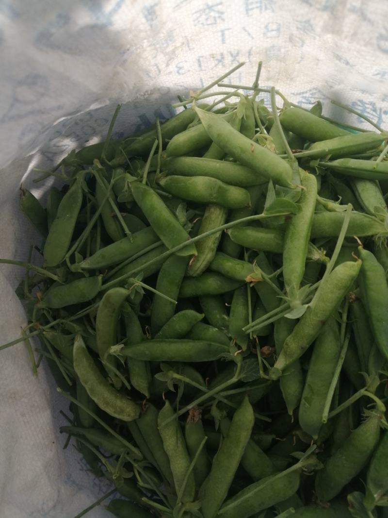 云南大理长寿仁豌豆大量上市代办代收批发服务
