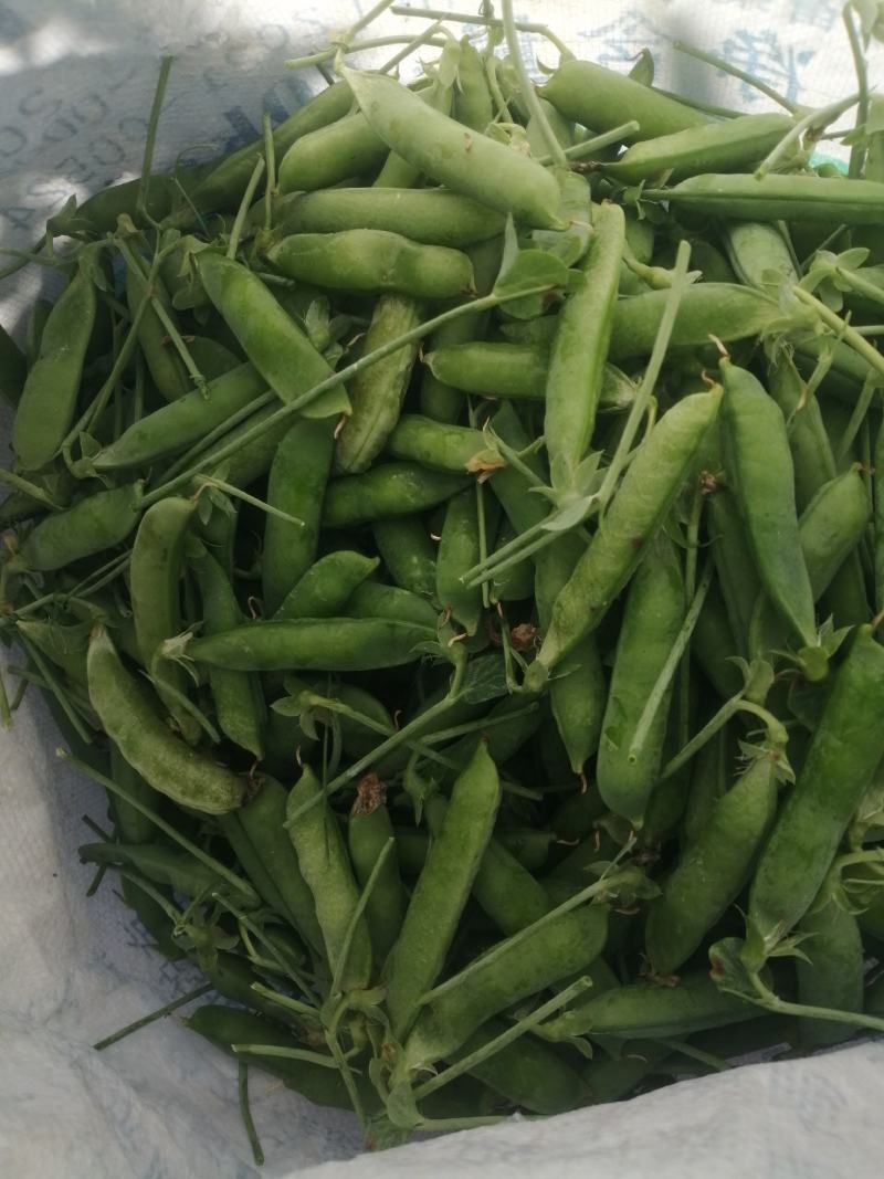 云南大理长寿仁豌豆大量上市代办代收批发服务