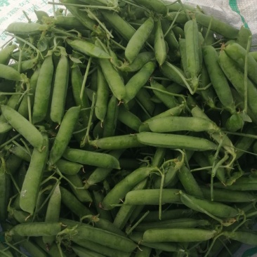 云南大理长寿仁豌豆大量上市代办代收批发服务