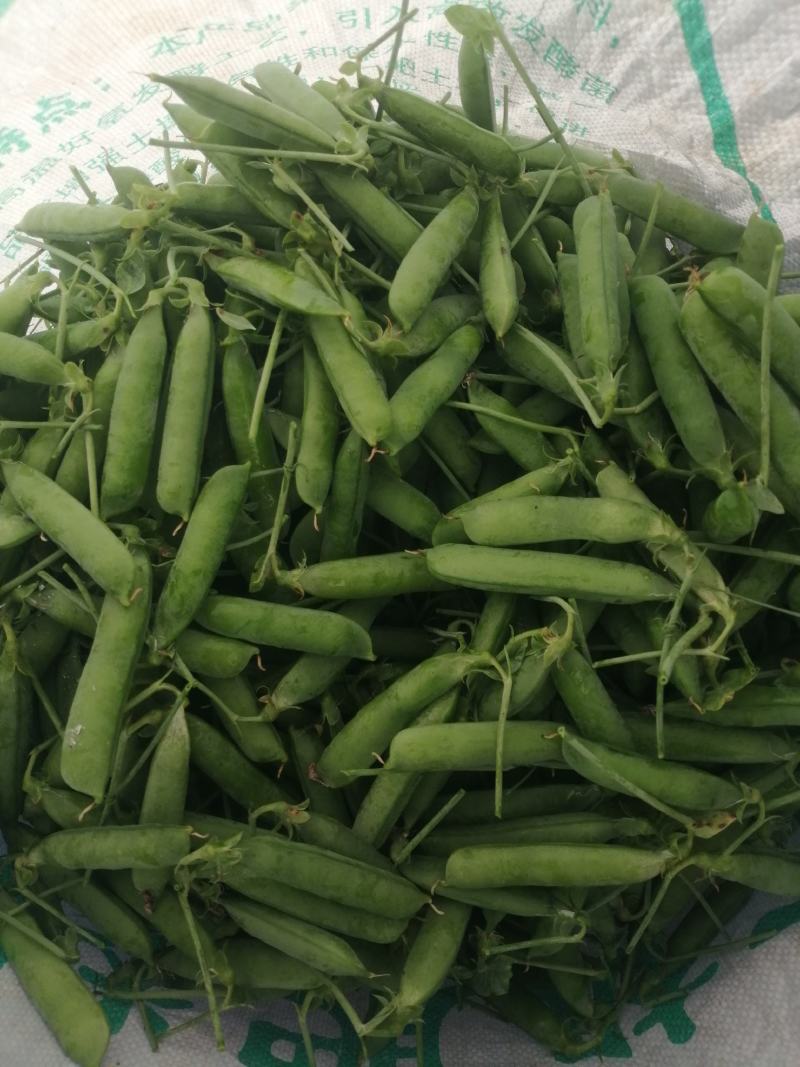 云南大理长寿仁豌豆大量上市代办代收批发服务