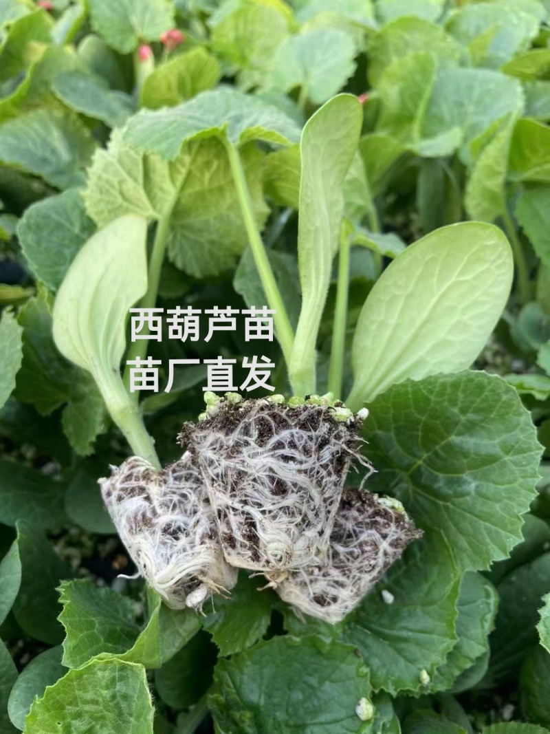 翠绿油亮西葫芦苗，膨瓜快产量高抗病强商品性好有苗